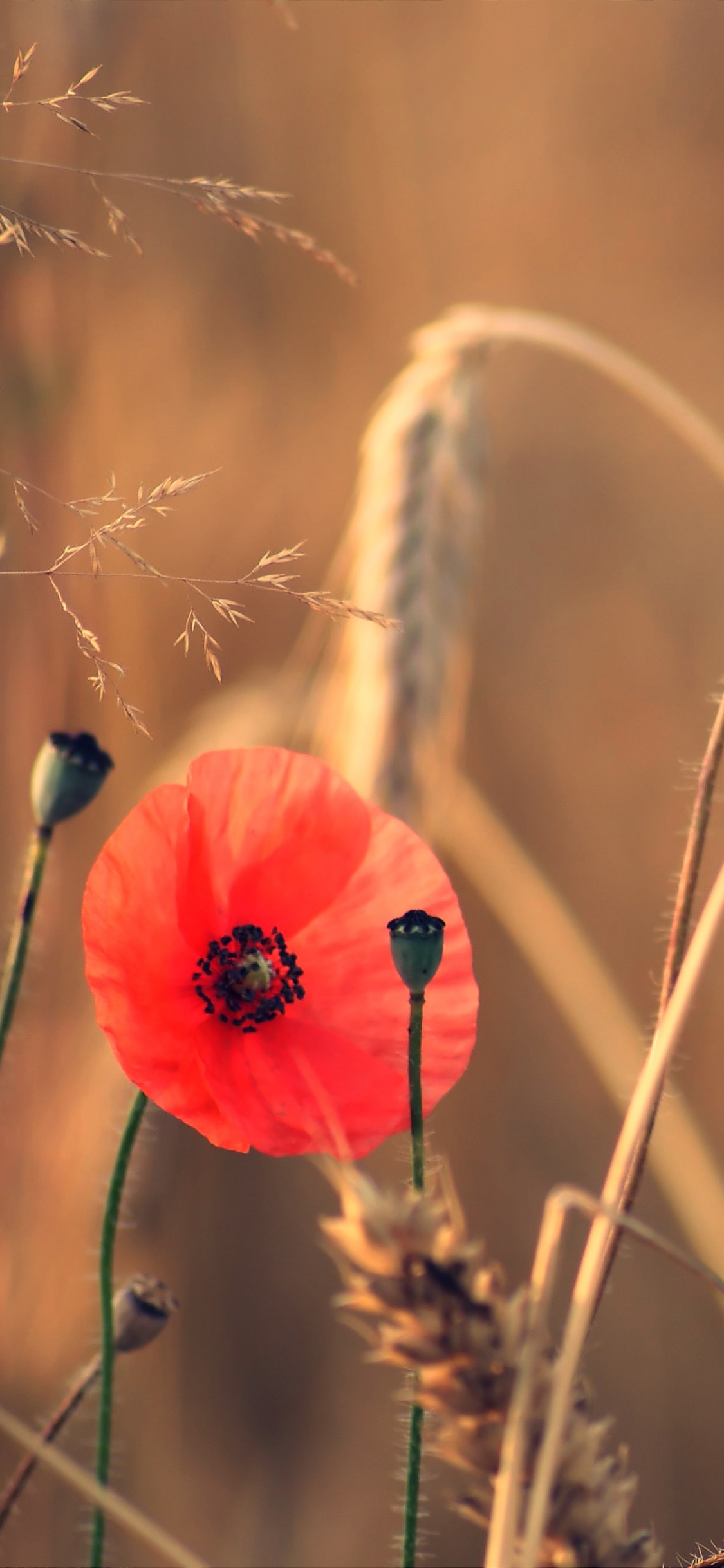 Roter Mohn Blüht Tagsüber. Wallpaper in 1125x2436 Resolution