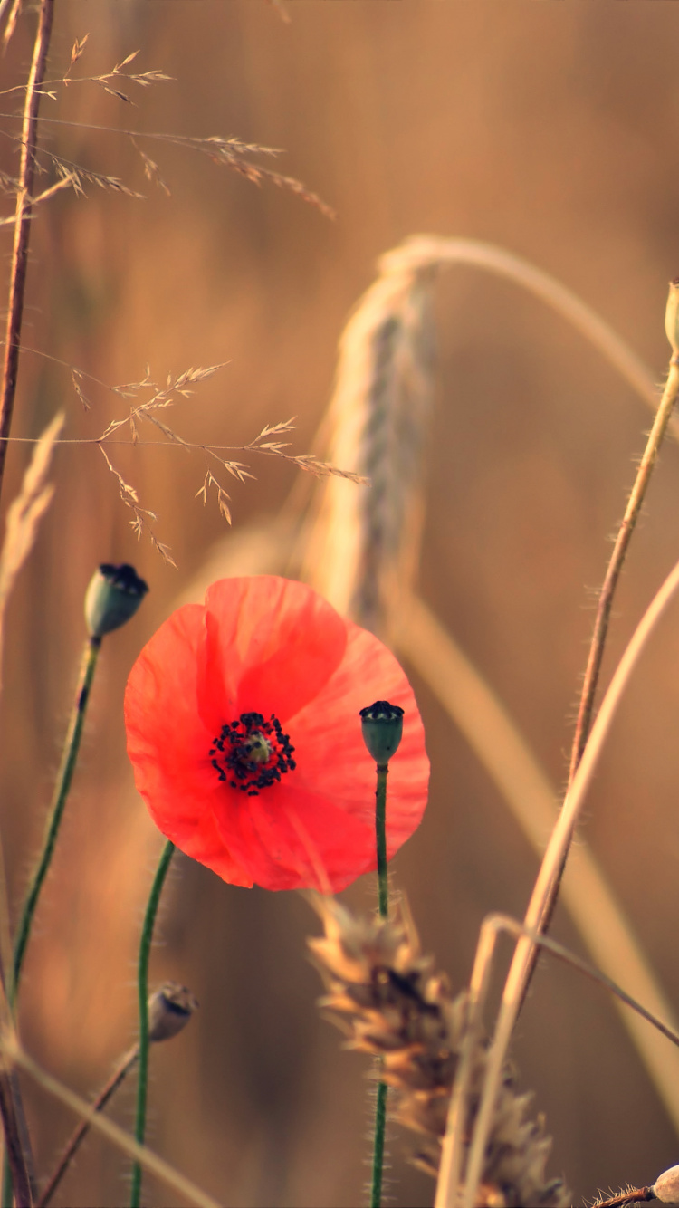 Red Poppy in Bloom During Daytime. Wallpaper in 750x1334 Resolution