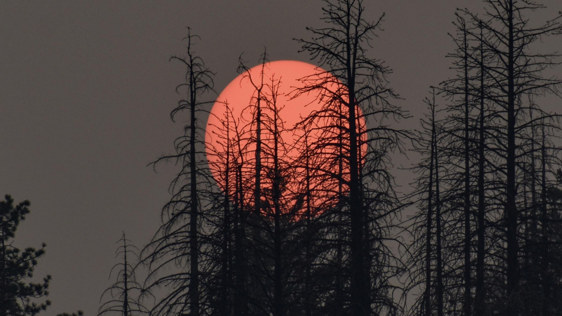 Ambiente, Ecorregión, Afterglow, Paisaje Natural, Sucursal. Wallpaper in 1920x1080 Resolution