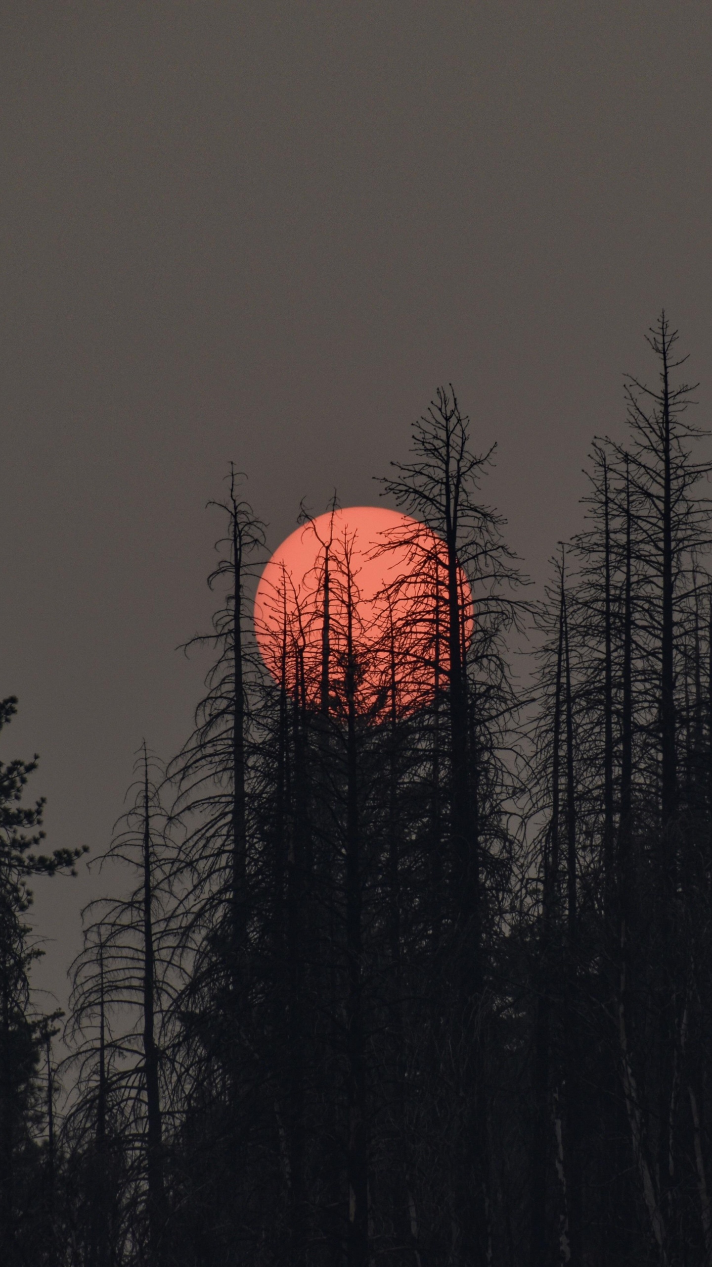 Atmosphäre, Ökoregion, Afterglow, Naturlandschaft, Baum. Wallpaper in 1440x2560 Resolution