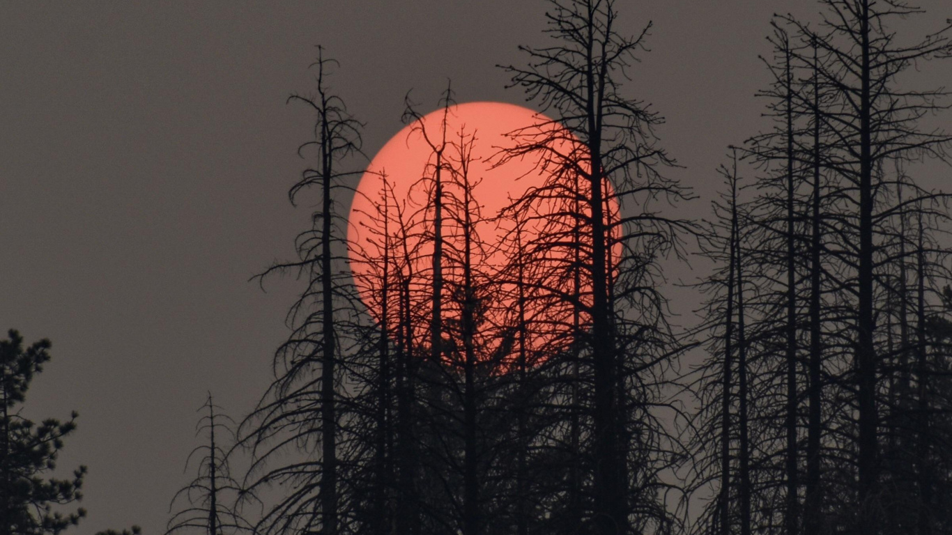 Plant, Atmosphere, Ecoregion, Afterglow, Natural Landscape. Wallpaper in 1366x768 Resolution