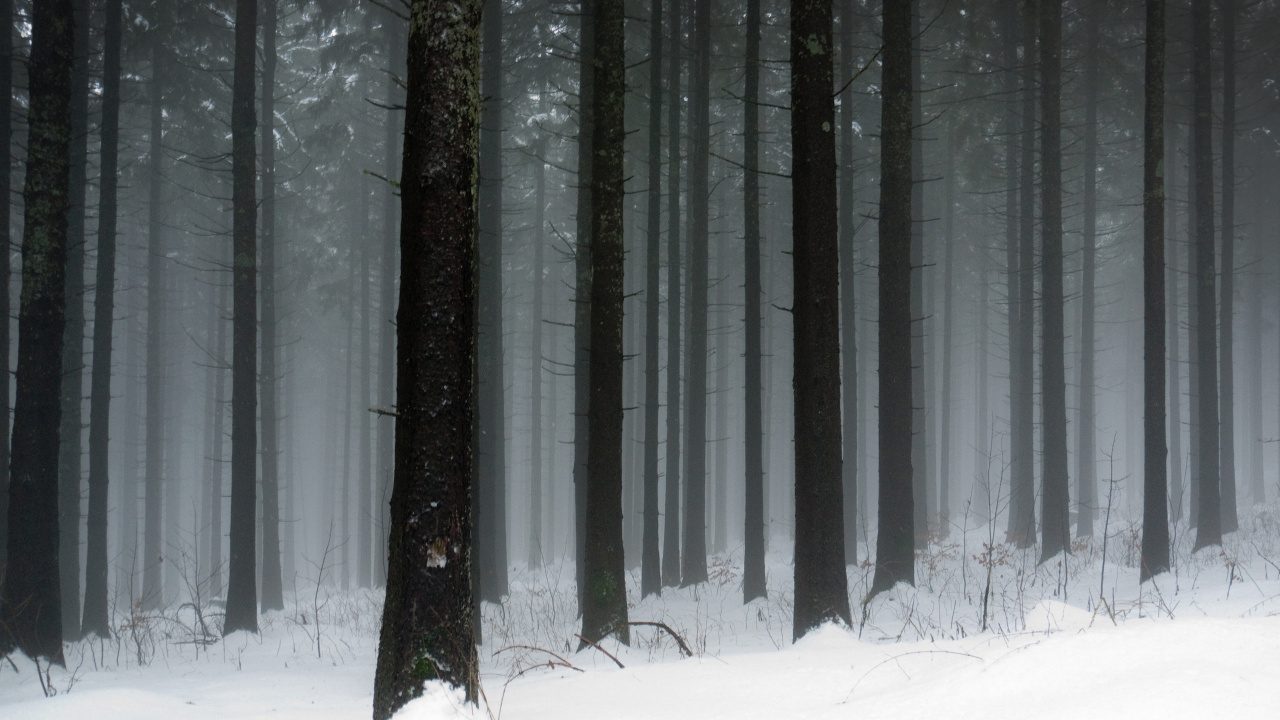 Snow Covered Trees During Daytime. Wallpaper in 1280x720 Resolution
