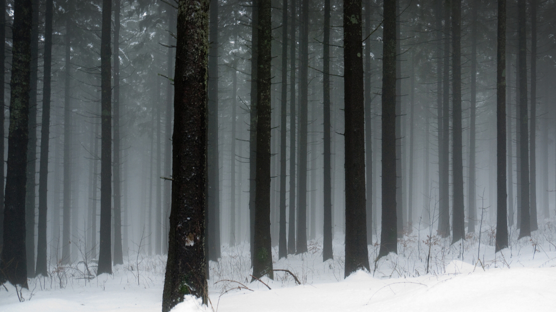 Snow Covered Trees During Daytime. Wallpaper in 1920x1080 Resolution