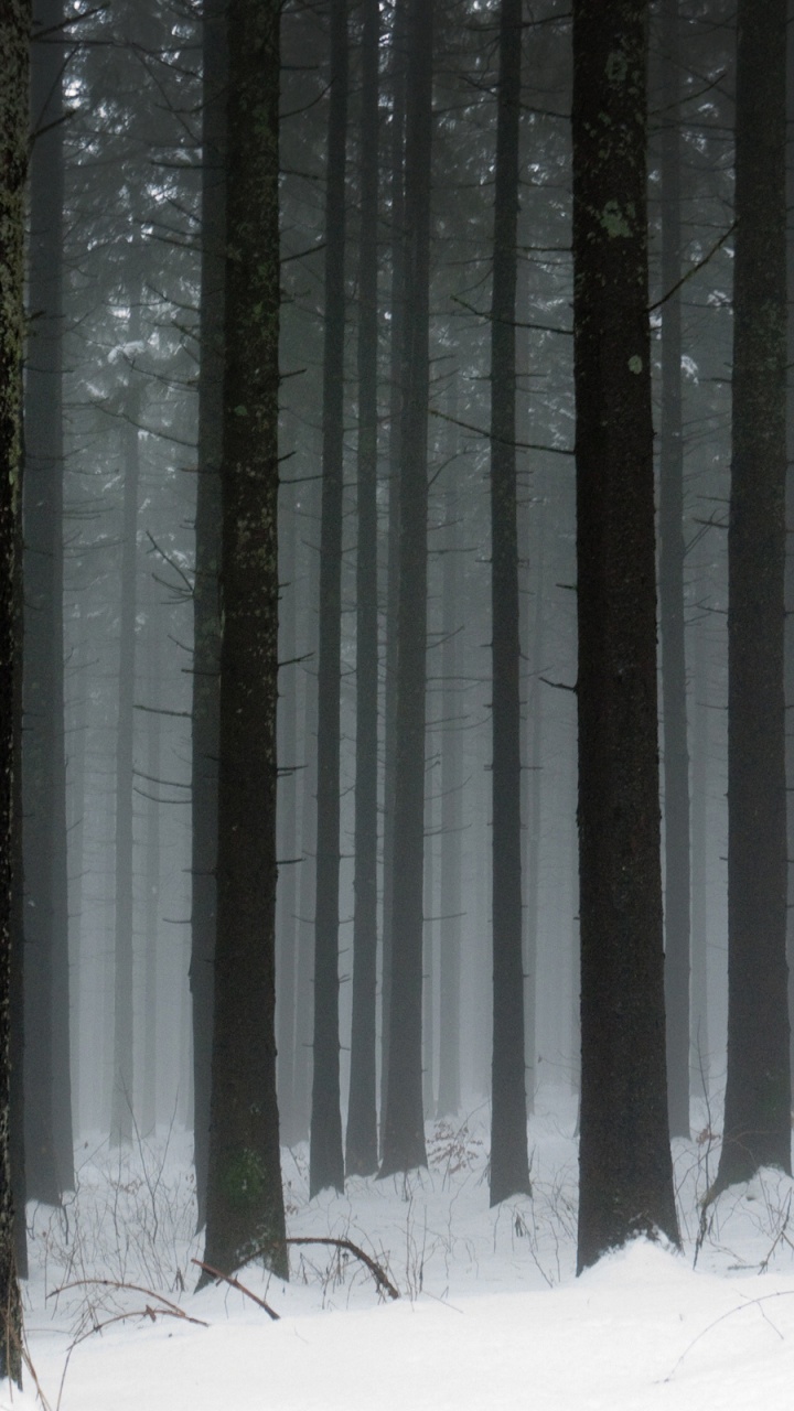 Snow Covered Trees During Daytime. Wallpaper in 720x1280 Resolution