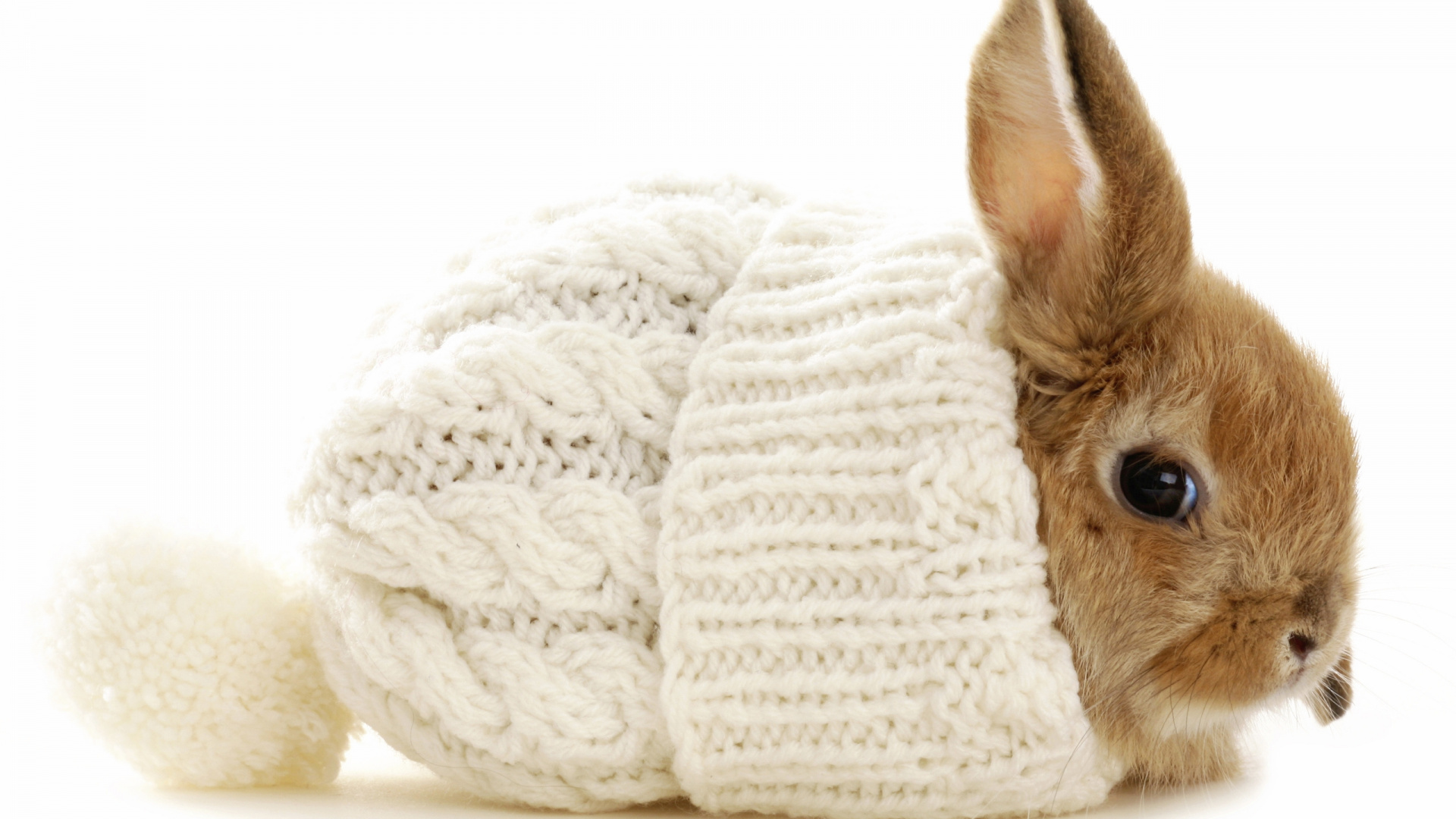 Lapin Marron Sur Textile Tricot Blanc. Wallpaper in 1920x1080 Resolution