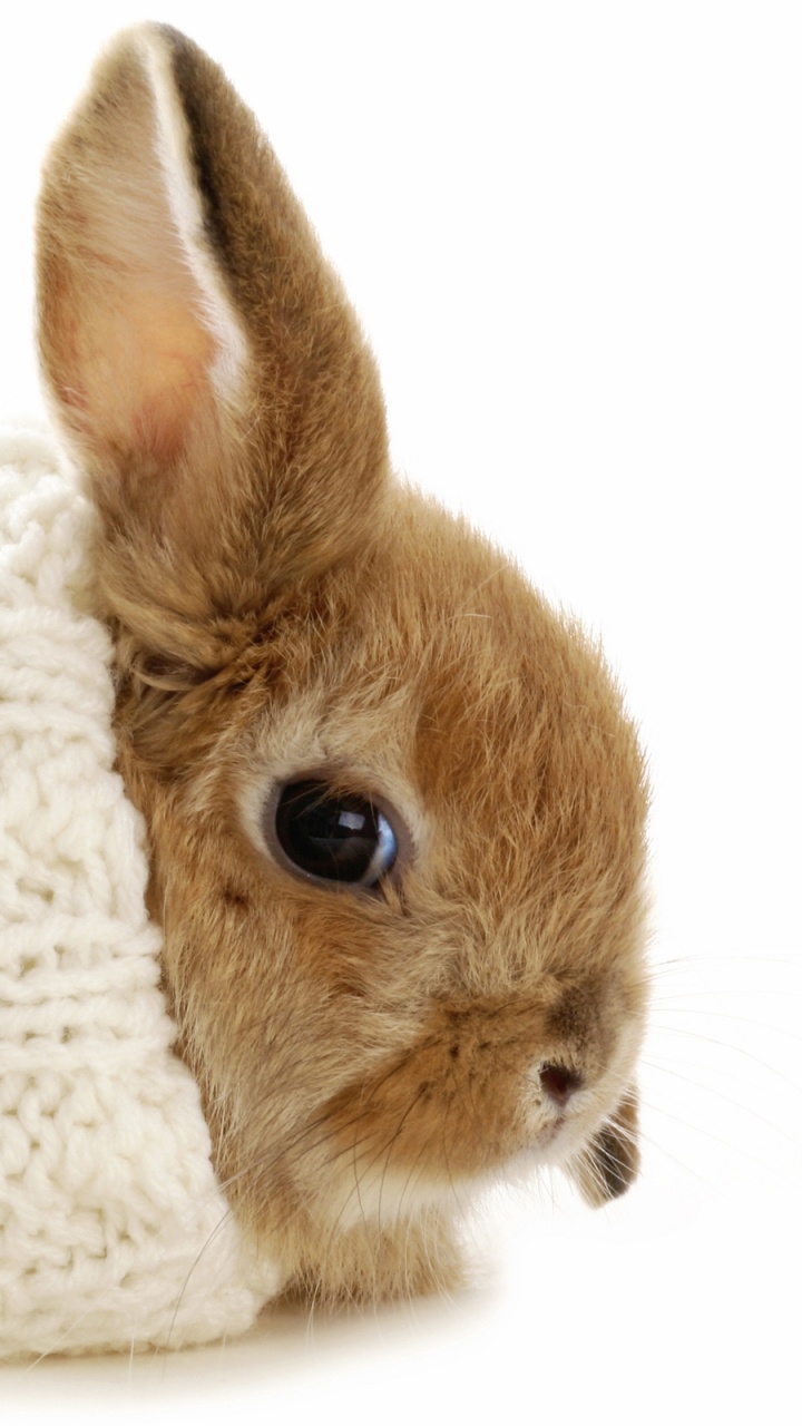 Brown Rabbit on White Knit Textile. Wallpaper in 720x1280 Resolution