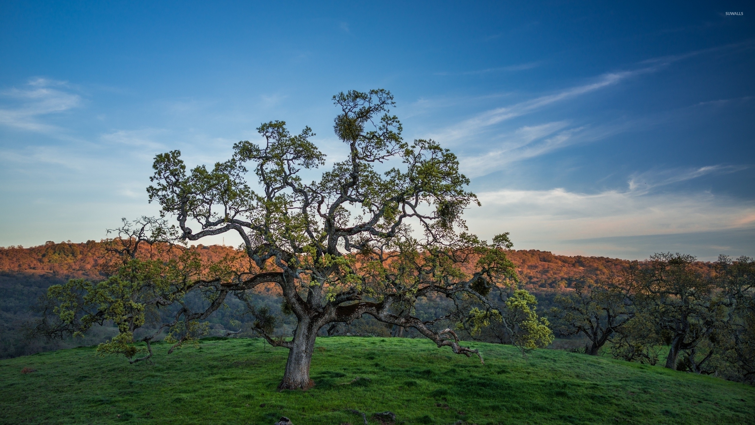 Árbol Sin Hojas en Campo de Hierba Verde Bajo un Cielo Azul Durante el Día. Wallpaper in 2560x1440 Resolution
