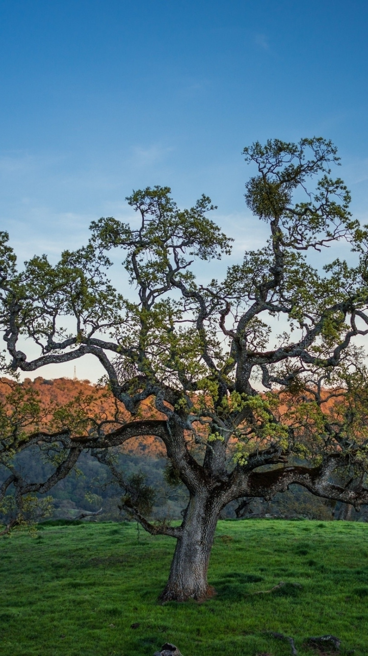 Árbol Sin Hojas en Campo de Hierba Verde Bajo un Cielo Azul Durante el Día. Wallpaper in 750x1334 Resolution