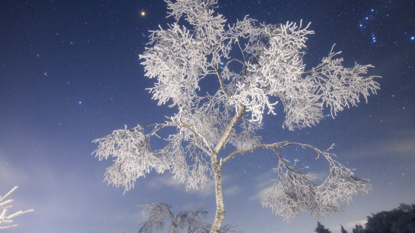 White Tree With Snow During Night Time. Wallpaper in 1366x768 Resolution