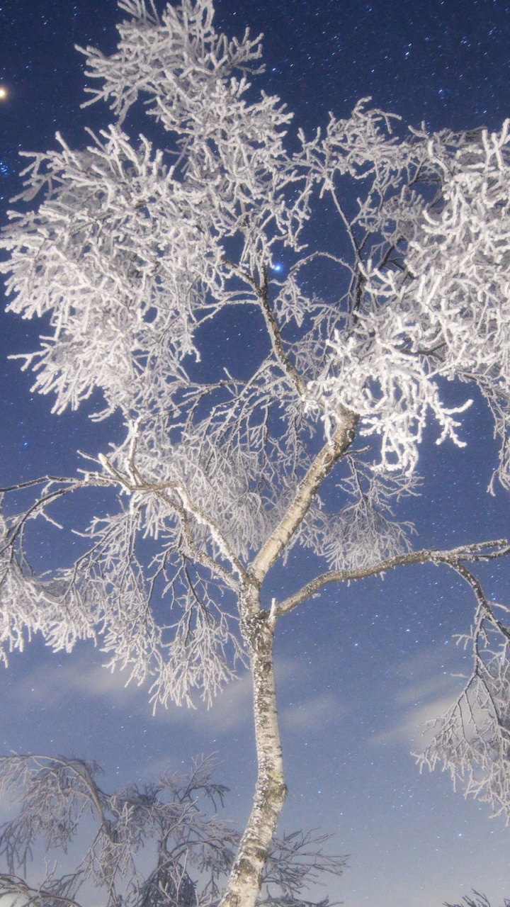 White Tree With Snow During Night Time. Wallpaper in 720x1280 Resolution