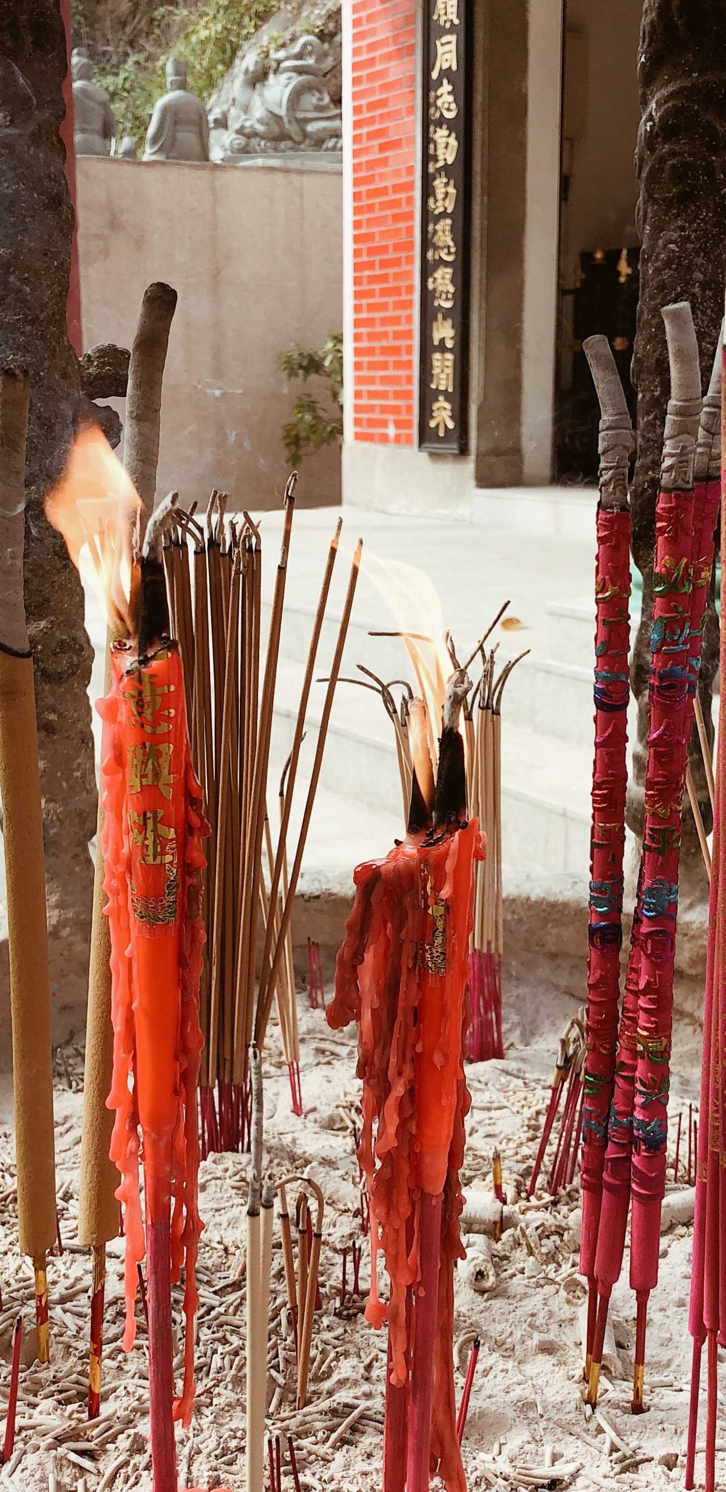 Baum, Tempel, Tradition. Wallpaper in 1440x2960 Resolution