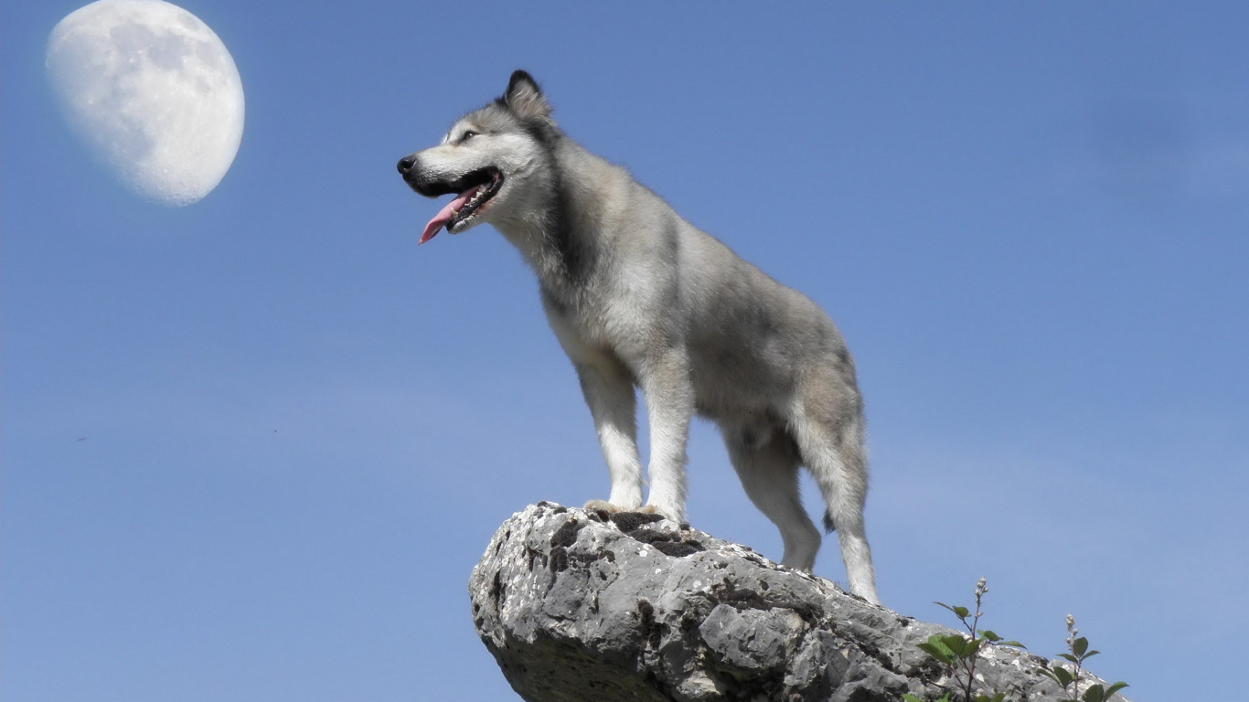 White and Gray Siberian Husky on Gray Rock During Daytime. Wallpaper in 1366x768 Resolution