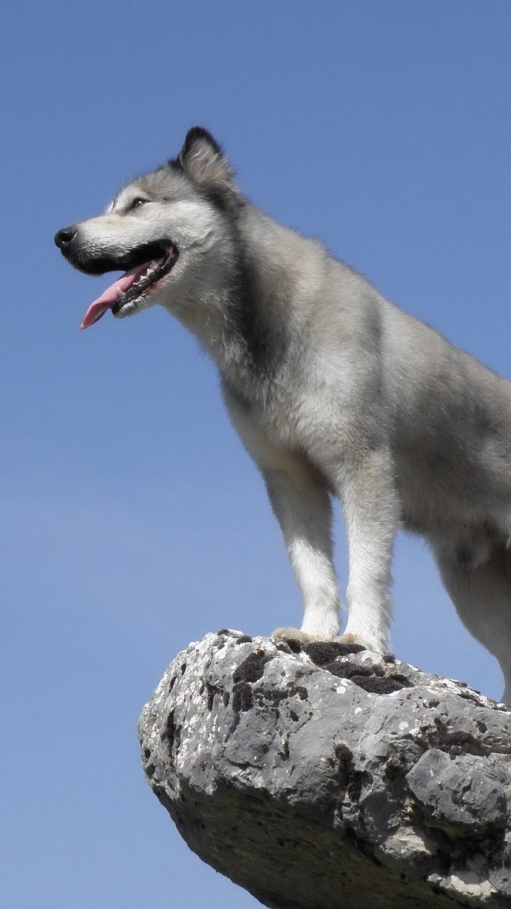 White and Gray Siberian Husky on Gray Rock During Daytime. Wallpaper in 720x1280 Resolution