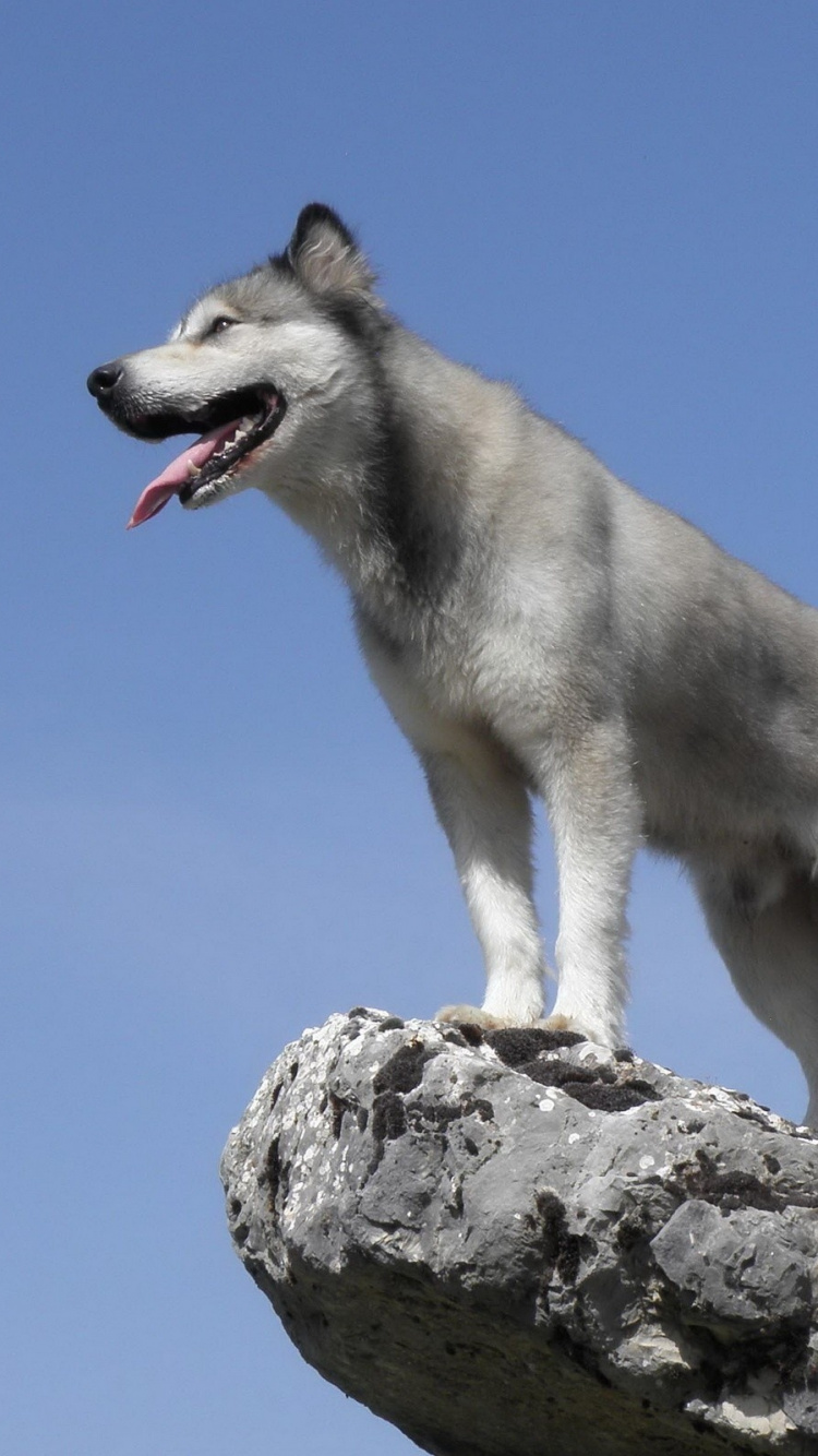 White and Gray Siberian Husky on Gray Rock During Daytime. Wallpaper in 750x1334 Resolution