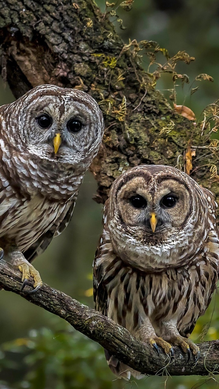 Hiboux Des Bois, Great Grey Owl, la Chouette Rayée, Tawny Owl, le Hibou Royal. Wallpaper in 720x1280 Resolution