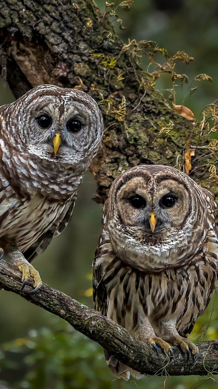 Hiboux Des Bois, Great Grey Owl, la Chouette Rayée, Tawny Owl, le Hibou Royal. Wallpaper in 750x1334 Resolution