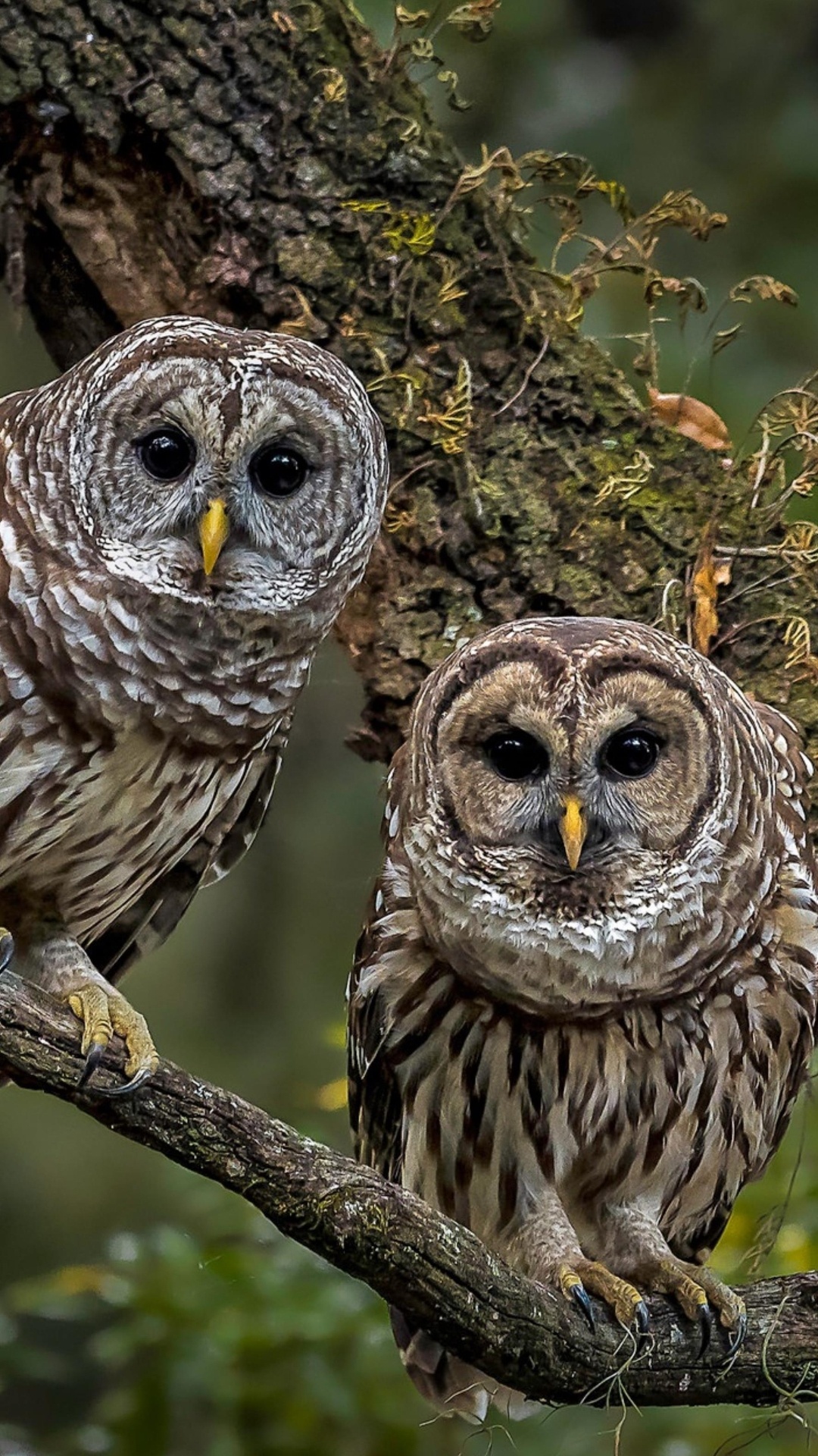 Wood Owls, Great Grey Owl, Barred Owl, Tawny Owl, Eurasian Eagle Owl. Wallpaper in 1080x1920 Resolution