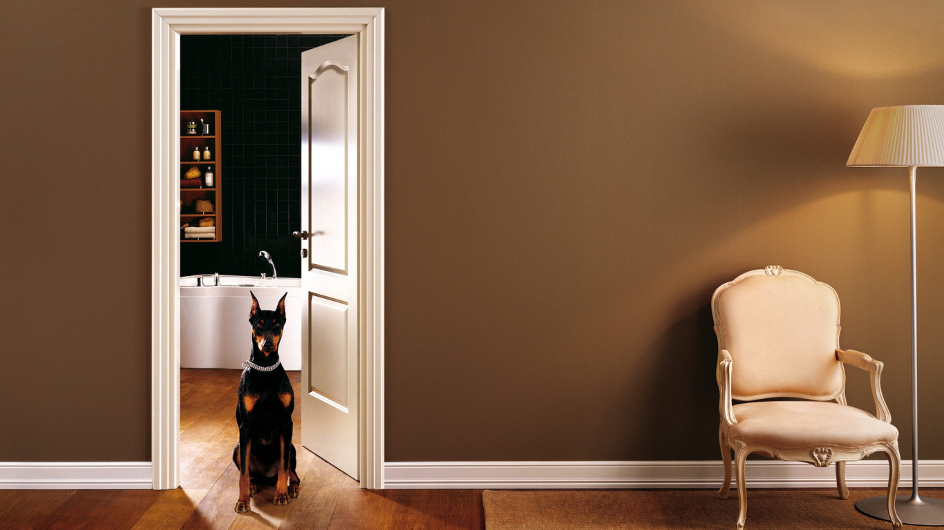 Schwarz-brauner Kurzhaariger Hund Auf Braunem Holzboden. Wallpaper in 1366x768 Resolution