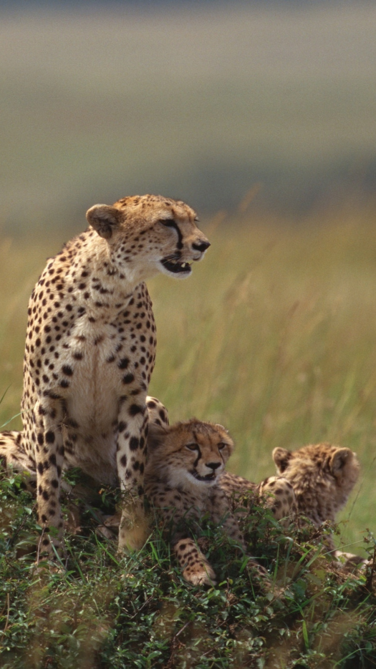 Guepardo en Campo de Hierba Marrón Durante el Día. Wallpaper in 750x1334 Resolution