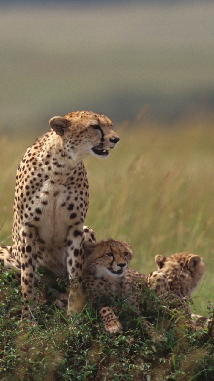 Cheetah on Brown Grass Field During Daytime. Wallpaper in 720x1280 Resolution