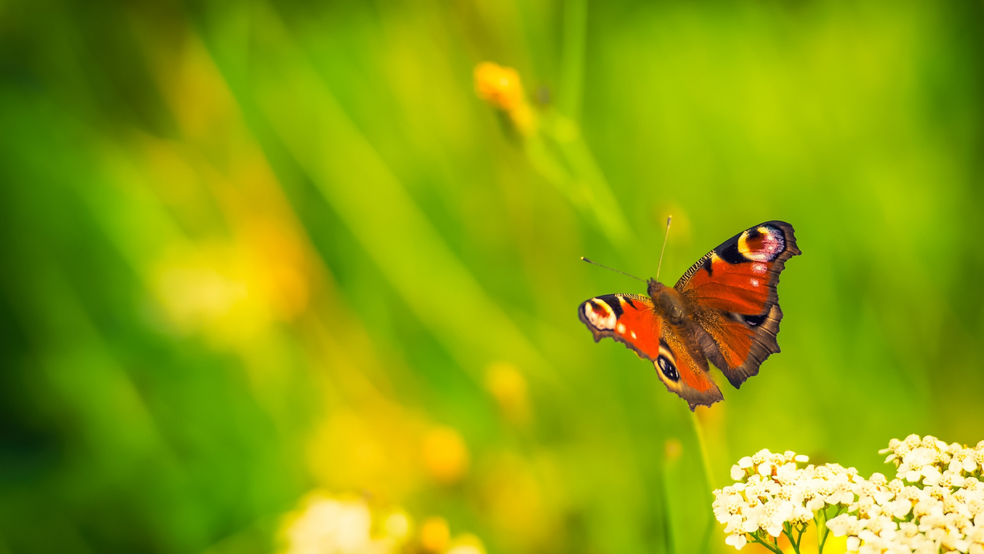 Papillon Paon Perché Sur Une Fleur Blanche en Photographie Rapprochée Pendant la Journée. Wallpaper in 1920x1080 Resolution