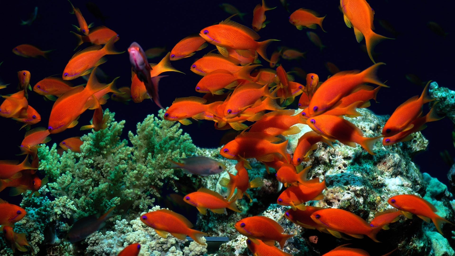 School of Orange Fish in Water. Wallpaper in 1920x1080 Resolution