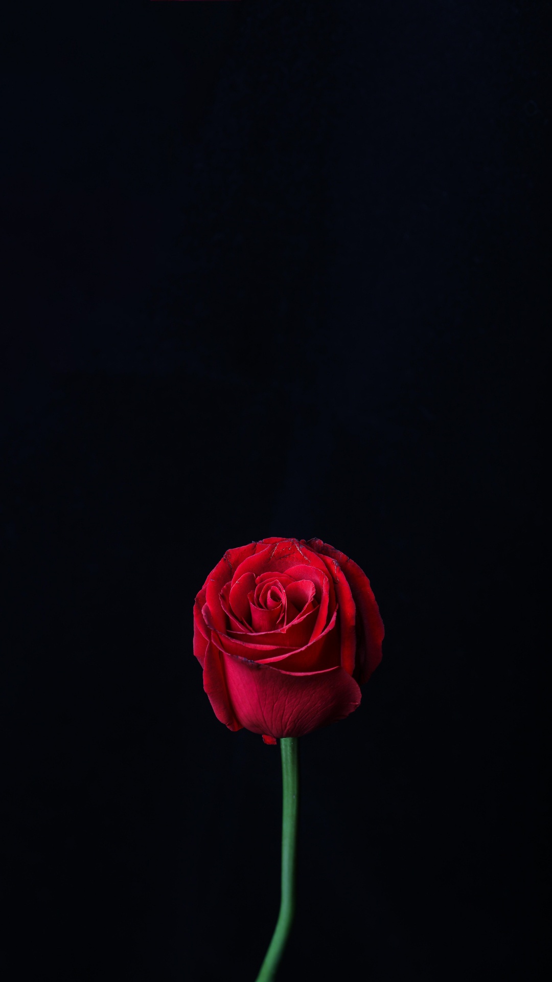 Red Rose in Bloom Close up Photo. Wallpaper in 1080x1920 Resolution