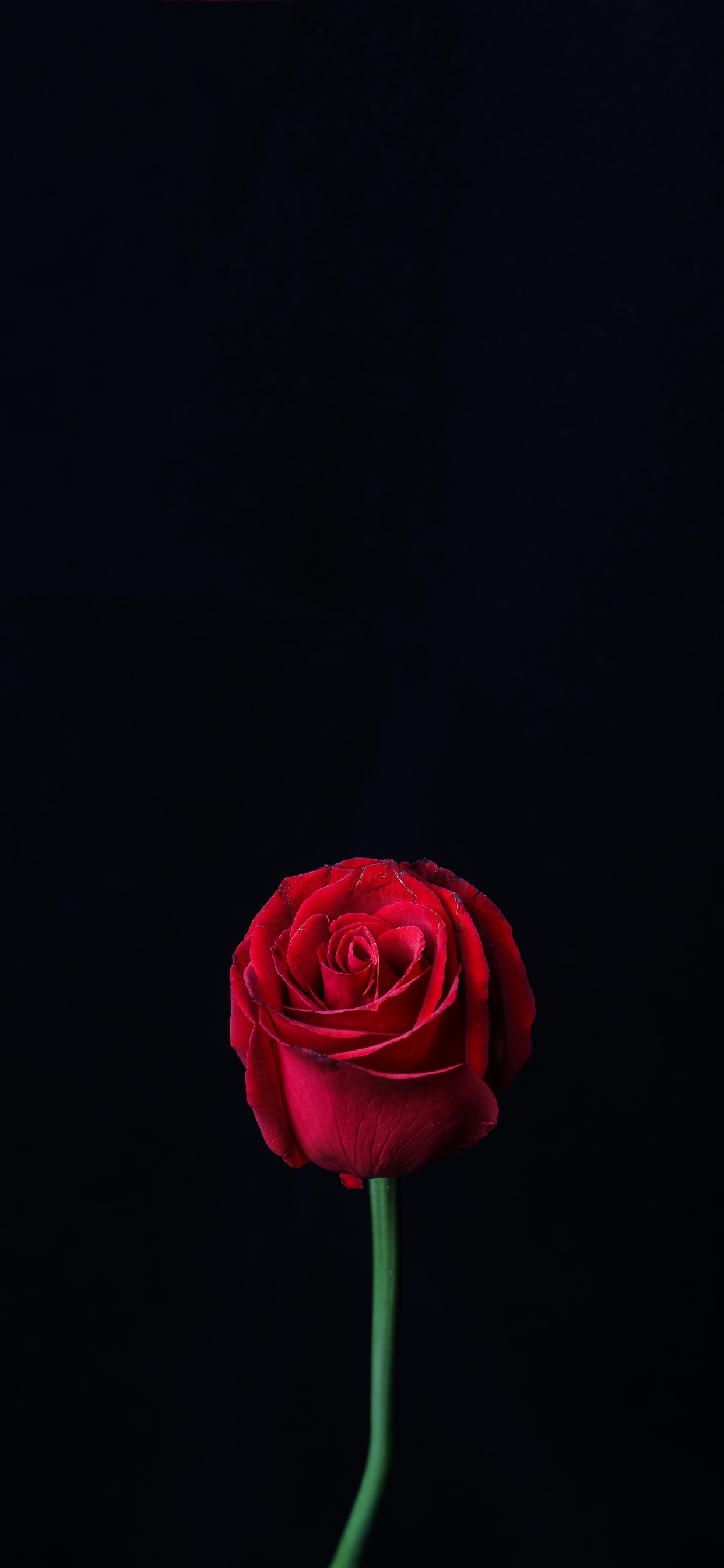 Red Rose in Bloom Close up Photo. Wallpaper in 1242x2688 Resolution