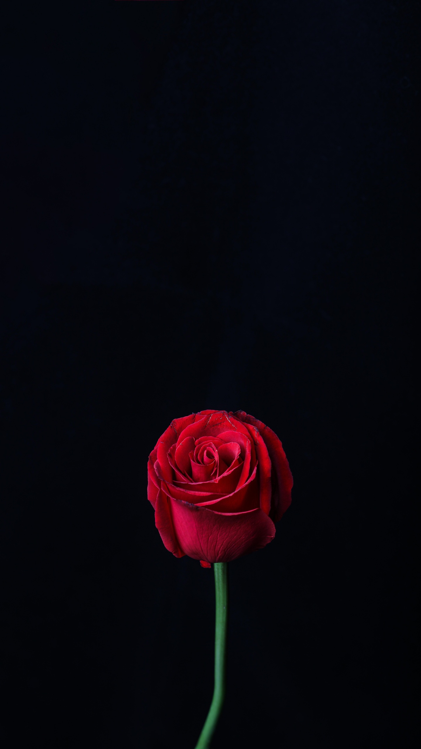 Red Rose in Bloom Close up Photo. Wallpaper in 1440x2560 Resolution