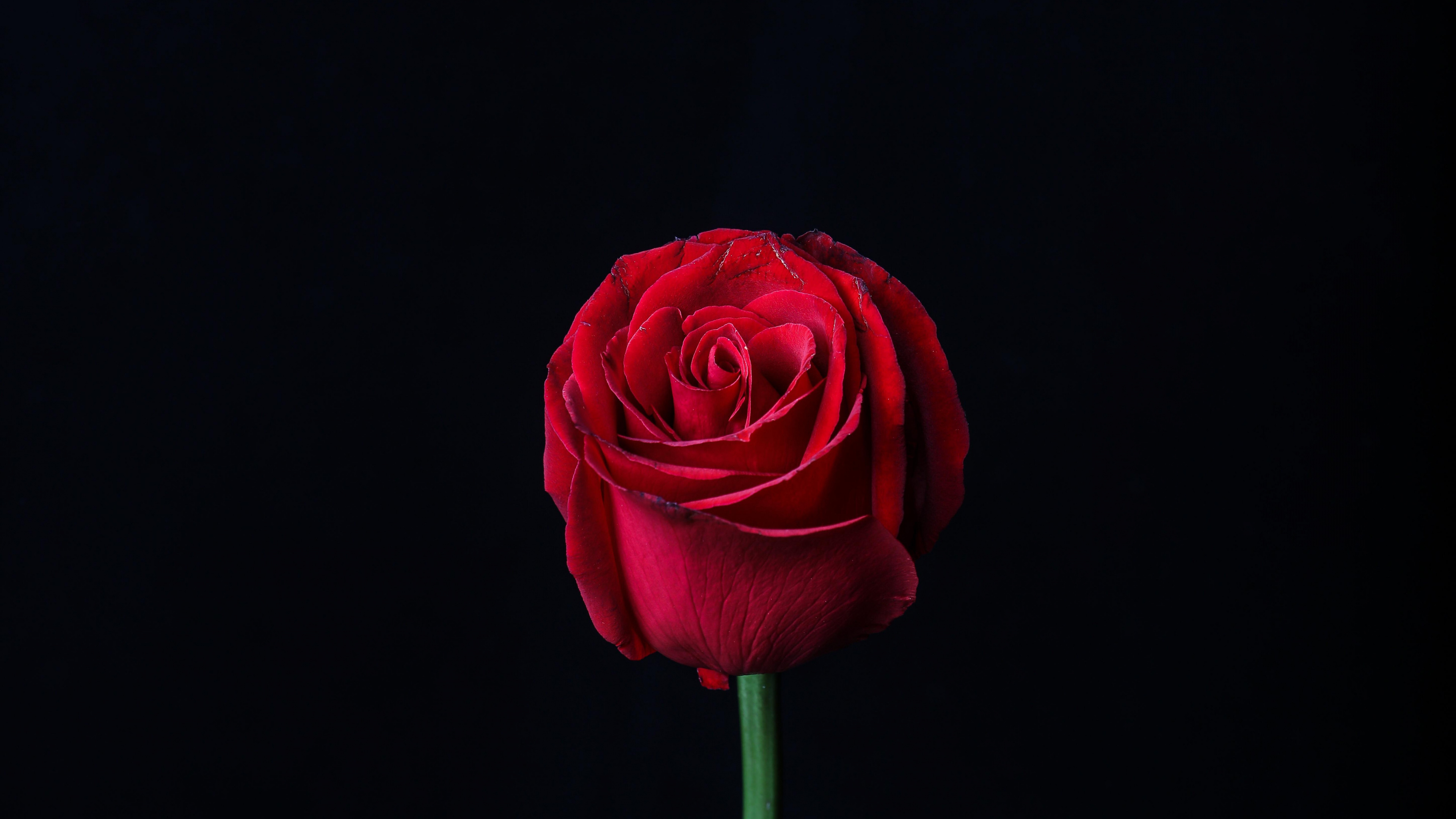 Red Rose in Bloom Close up Photo. Wallpaper in 3840x2160 Resolution