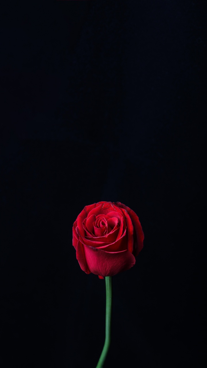 Red Rose in Bloom Close up Photo. Wallpaper in 720x1280 Resolution