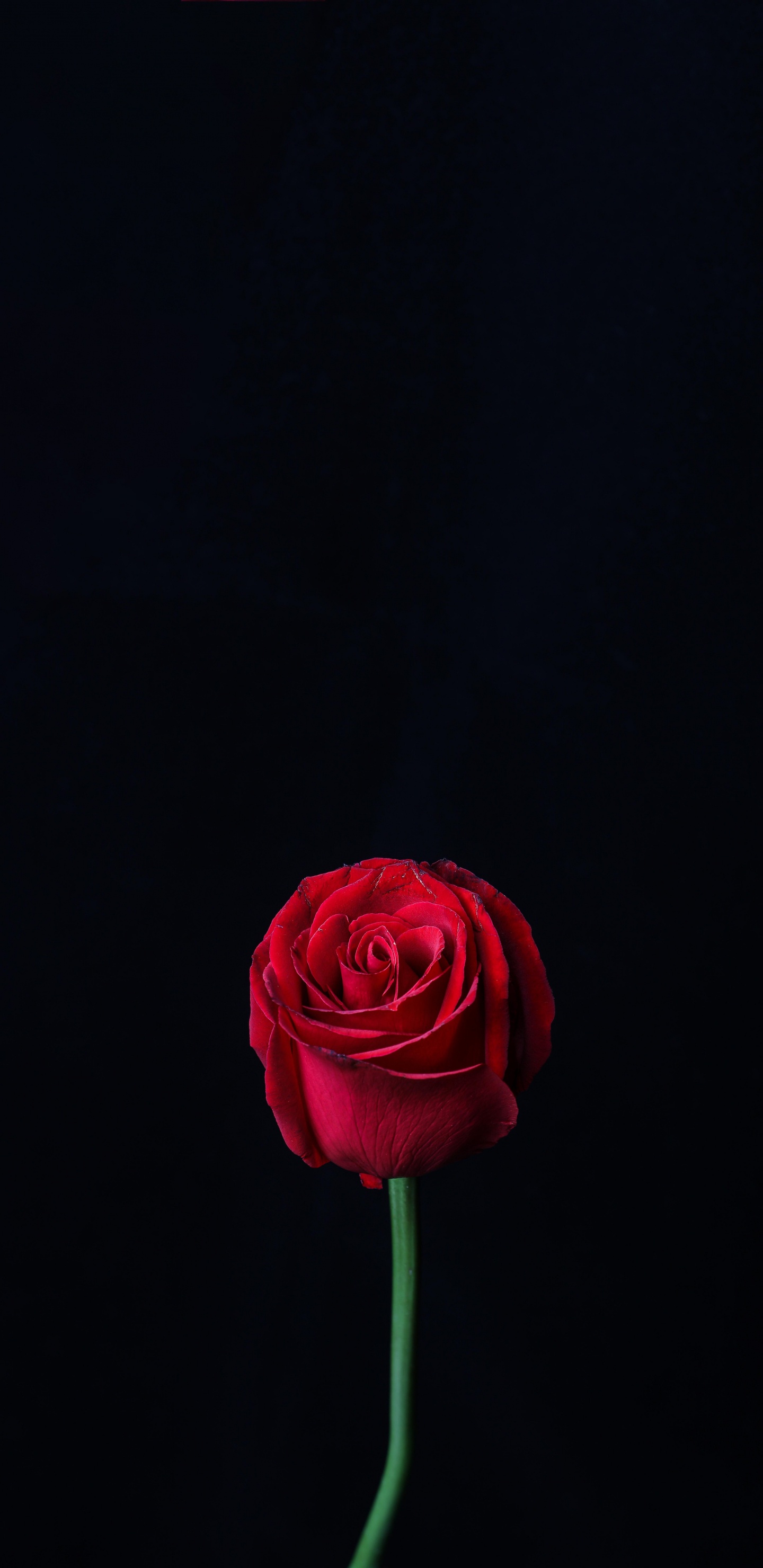 Rote Rose in Voller Blüte Nahaufnahme Foto. Wallpaper in 1440x2960 Resolution