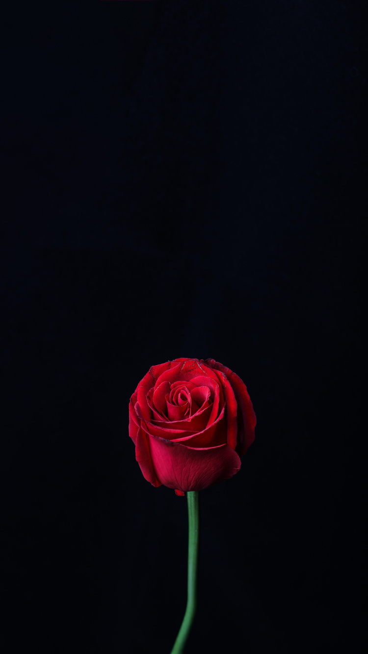 Rosa Roja en Flor Cerrar Foto. Wallpaper in 750x1334 Resolution