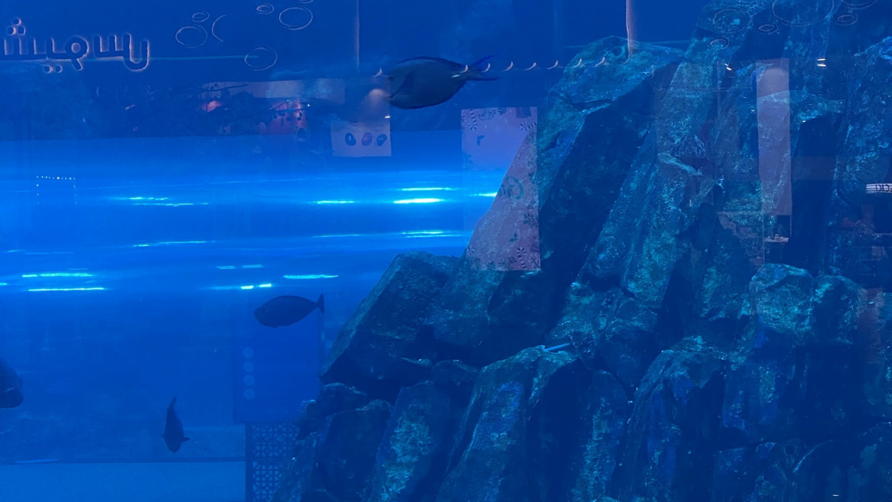 Sous-marin, Biologie Marine, Sciences, Poisson, Aqua. Wallpaper in 1280x720 Resolution