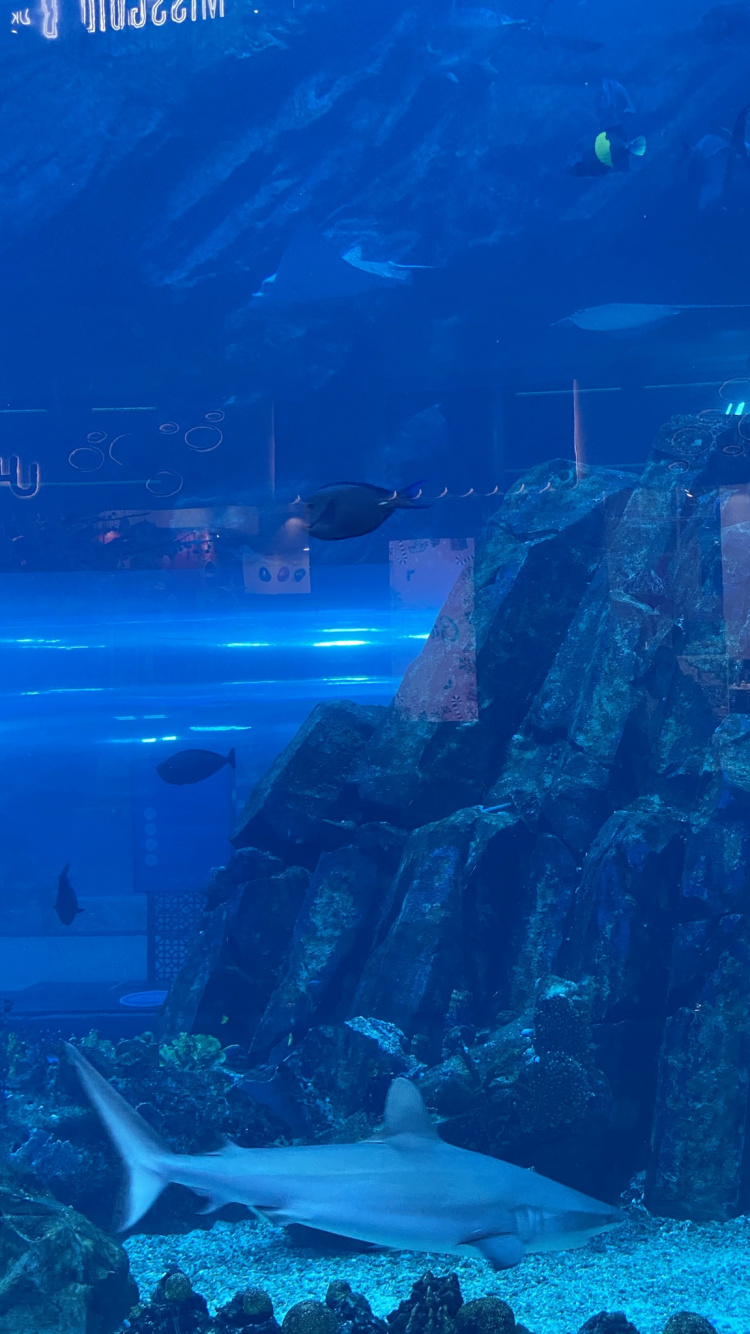 Unterwasser, Marine Biologie, Wissenschaft, Fisch, Aqua. Wallpaper in 750x1334 Resolution