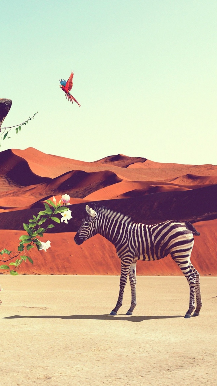 Barco de Madera Azul y Marrón Sobre Arena Marrón Durante el Día. Wallpaper in 720x1280 Resolution