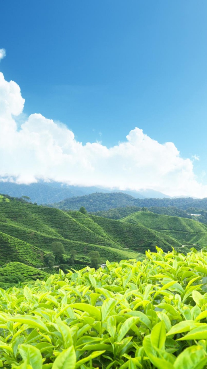 Green Mountain Under Blue Sky During Daytime. Wallpaper in 720x1280 Resolution
