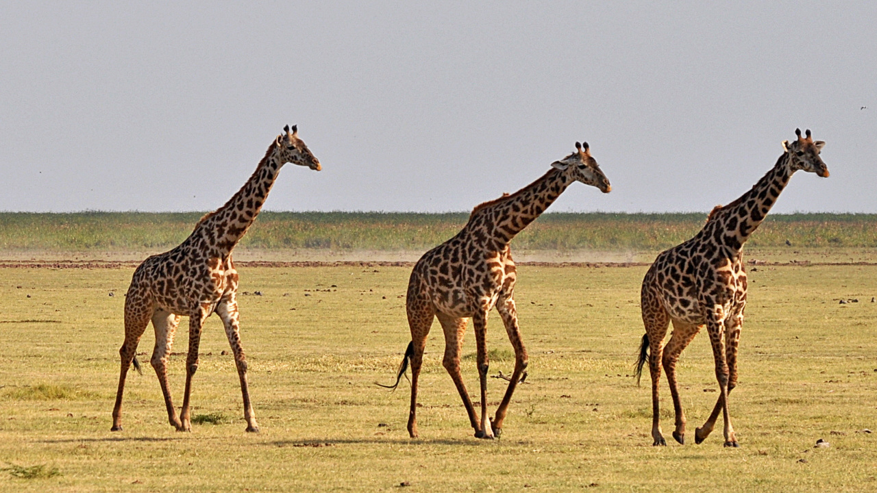 Three Giraffes on Brown Field During Daytime. Wallpaper in 1280x720 Resolution