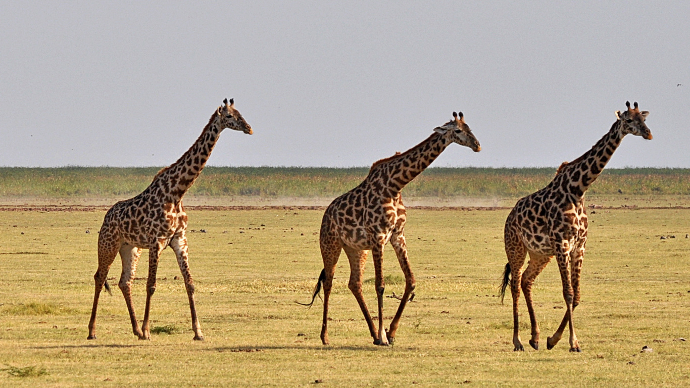 Three Giraffes on Brown Field During Daytime. Wallpaper in 1366x768 Resolution