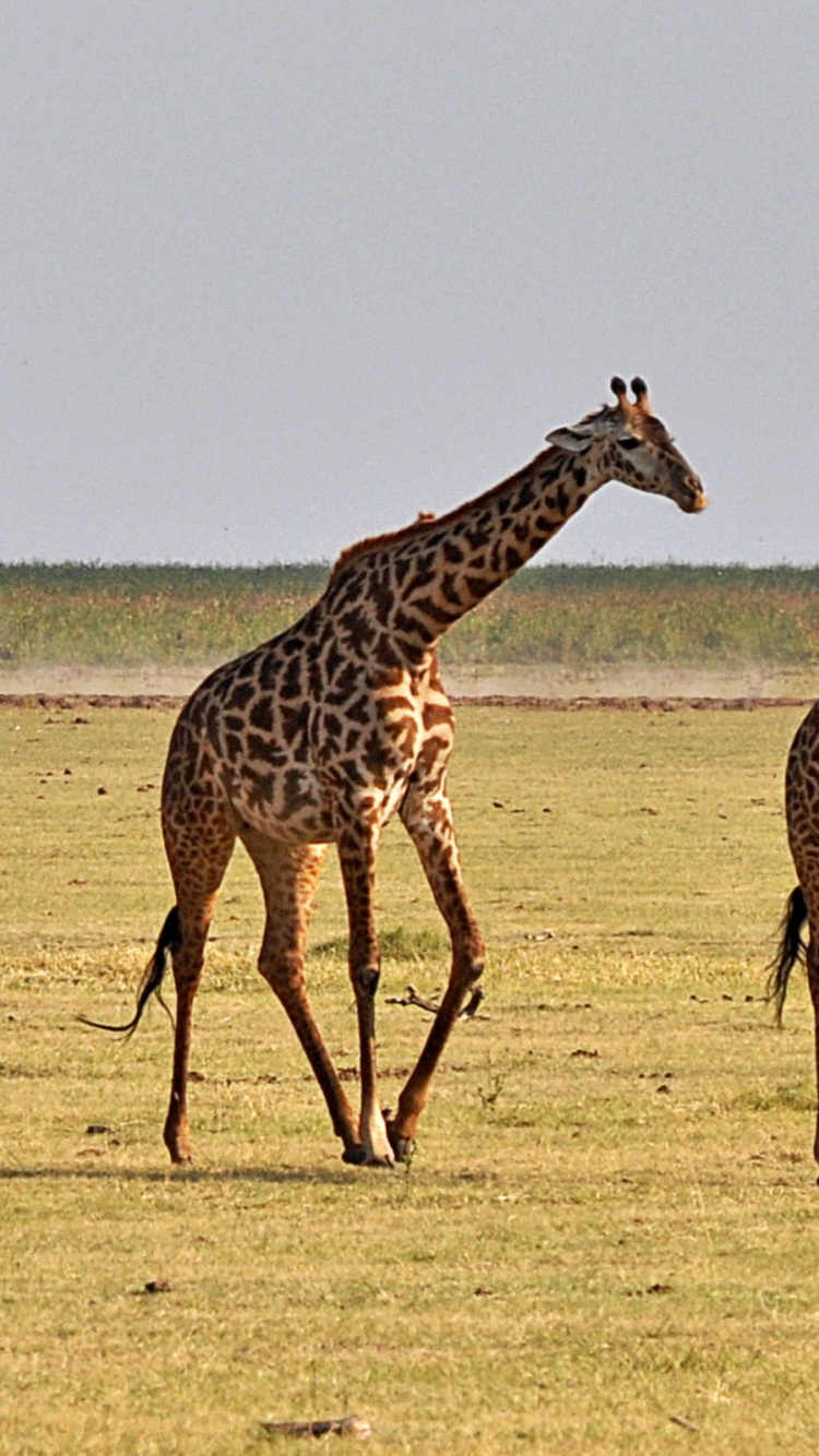 Drei Giraffen Auf Braunem Feld Tagsüber. Wallpaper in 750x1334 Resolution