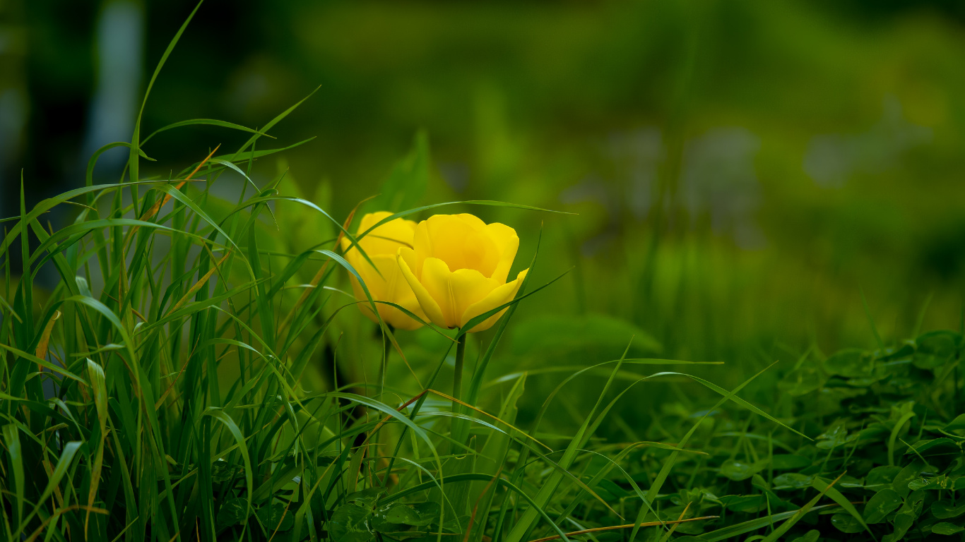 Flor Amarilla en la Hierba Verde. Wallpaper in 1366x768 Resolution