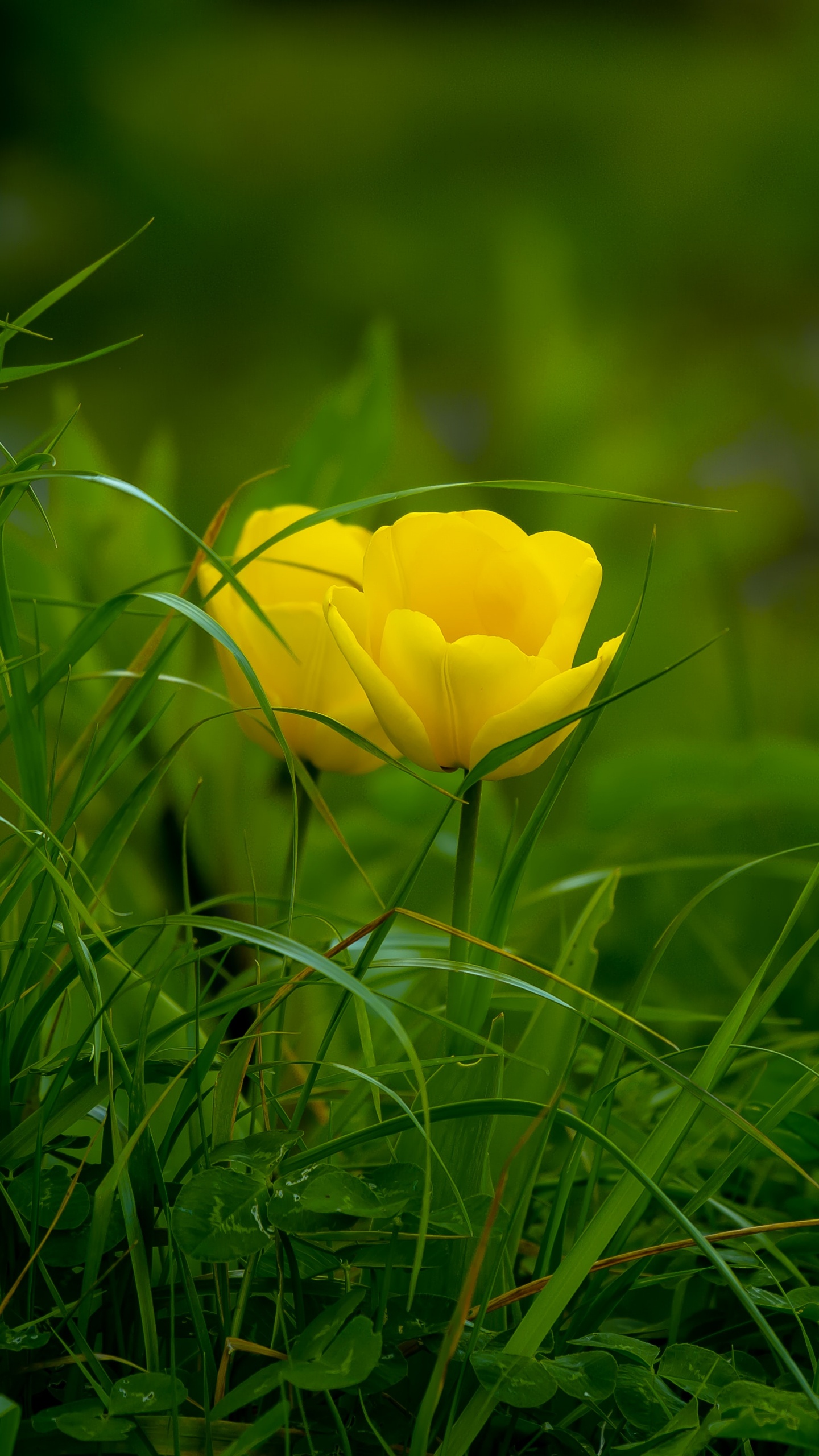 Gelbe Blume Auf Grünem Gras. Wallpaper in 1440x2560 Resolution