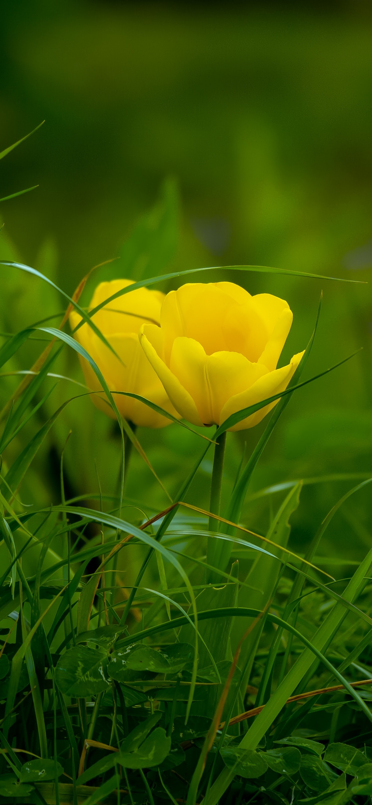 Fleur Jaune Sur L'herbe Verte. Wallpaper in 1242x2688 Resolution