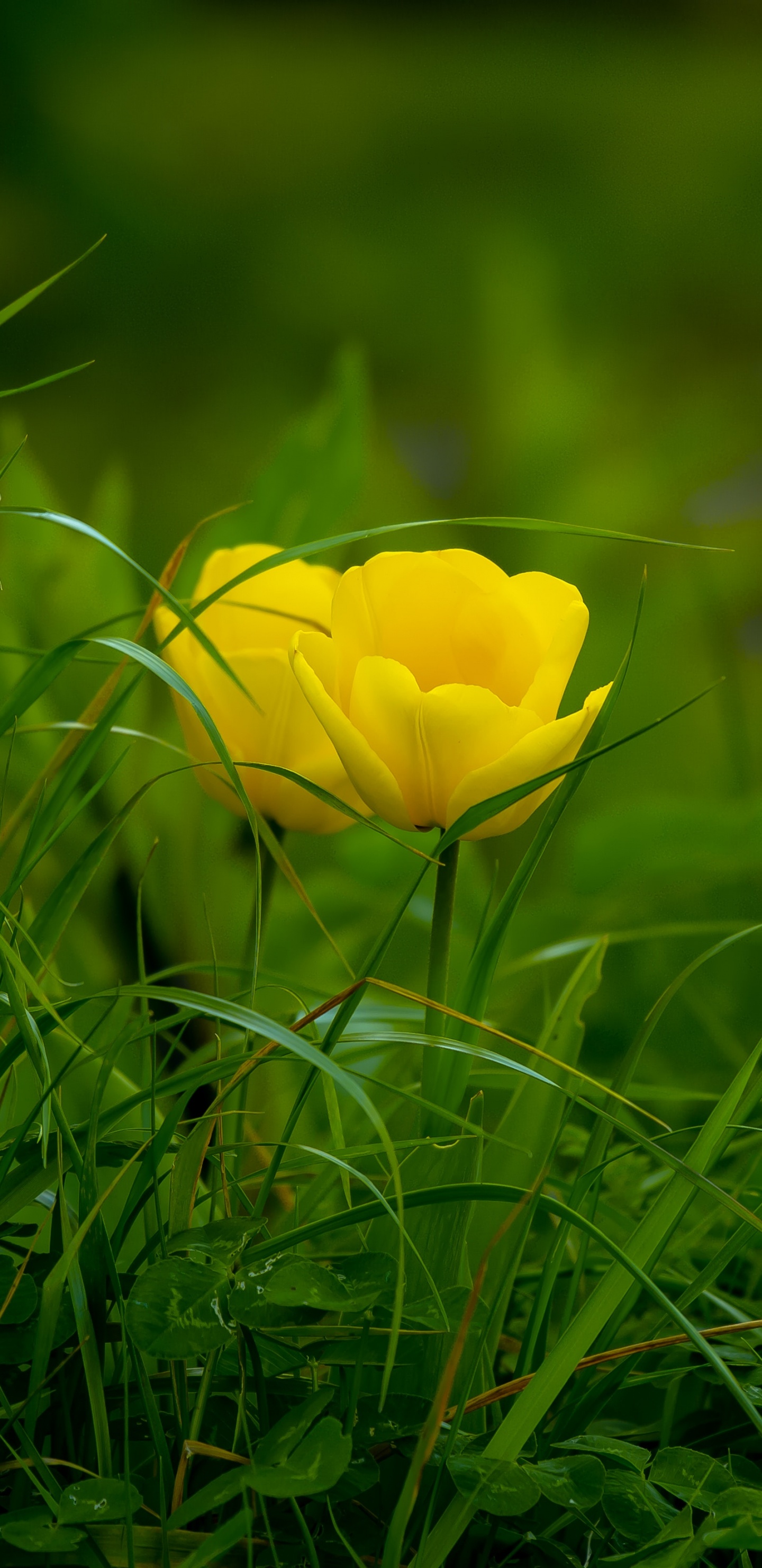 Yellow Flower on Green Grass. Wallpaper in 1440x2960 Resolution