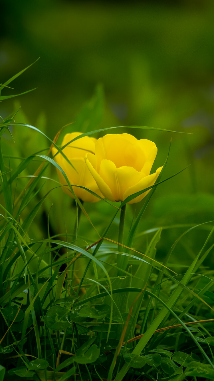 Yellow Flower on Green Grass. Wallpaper in 750x1334 Resolution