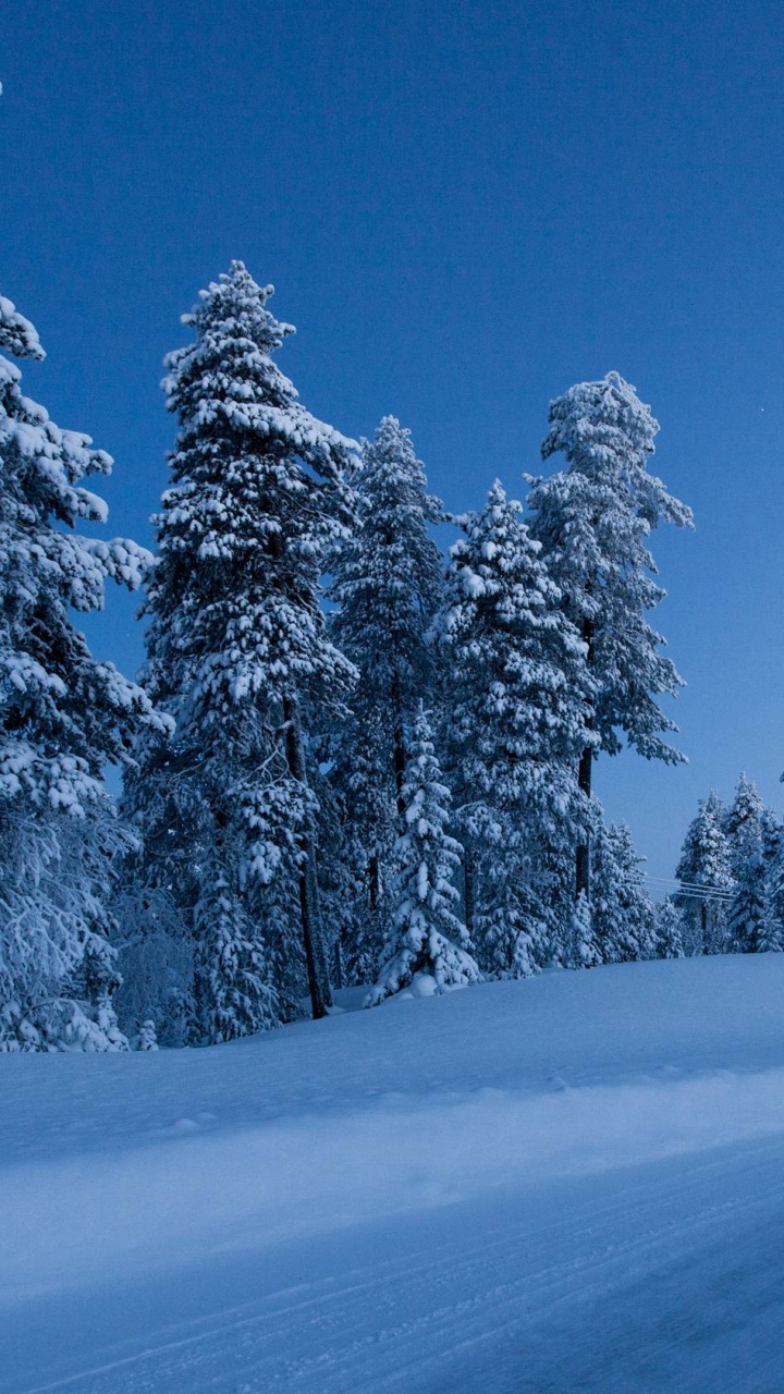 Pinos Cubiertos de Nieve Durante el Día. Wallpaper in 720x1280 Resolution
