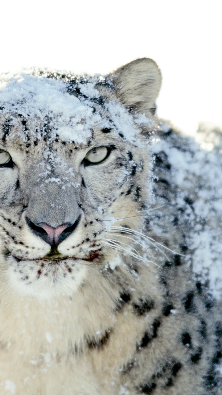Neige, Leopard, Snow Leopard, MacBook, Carnivores. Wallpaper in 720x1280 Resolution