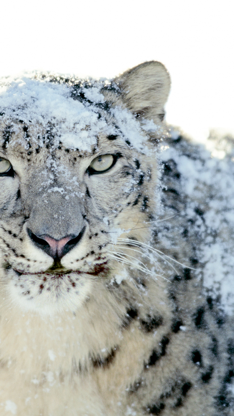 Schnee, Leopard, Schneeleopard, Macbook, Carnivore. Wallpaper in 750x1334 Resolution