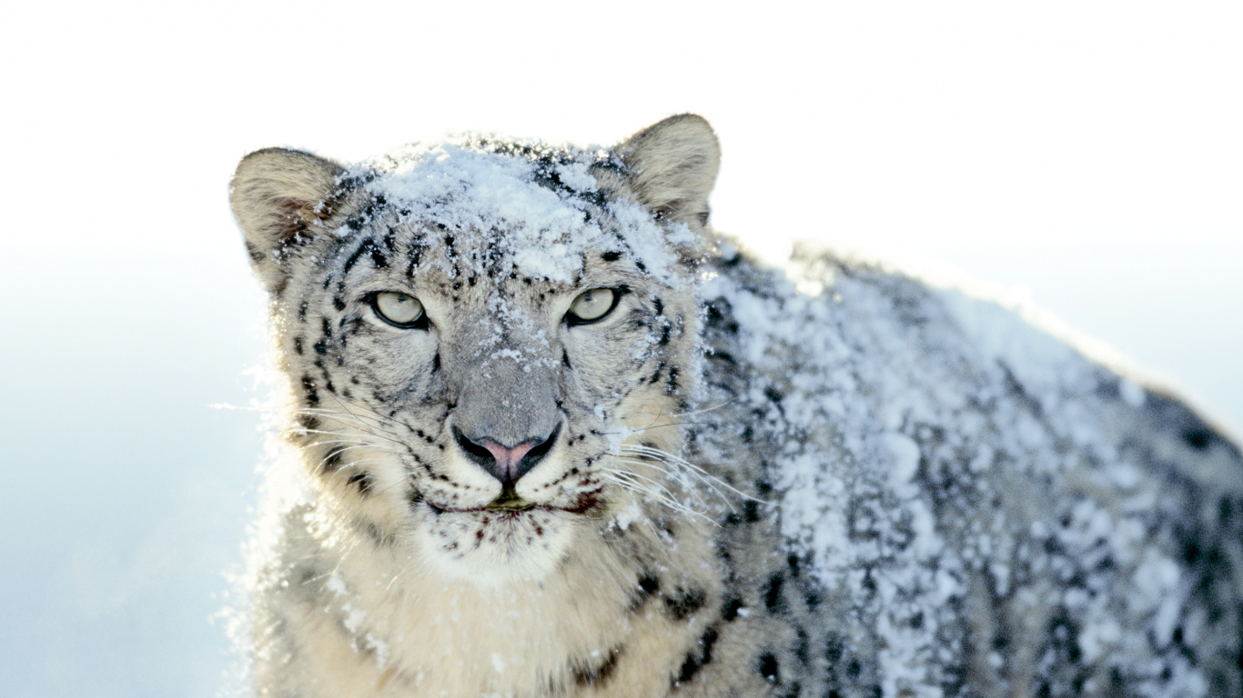 Snow, Leopard, Snow Leopard, Macbook, Carnivore. Wallpaper in 1366x768 Resolution