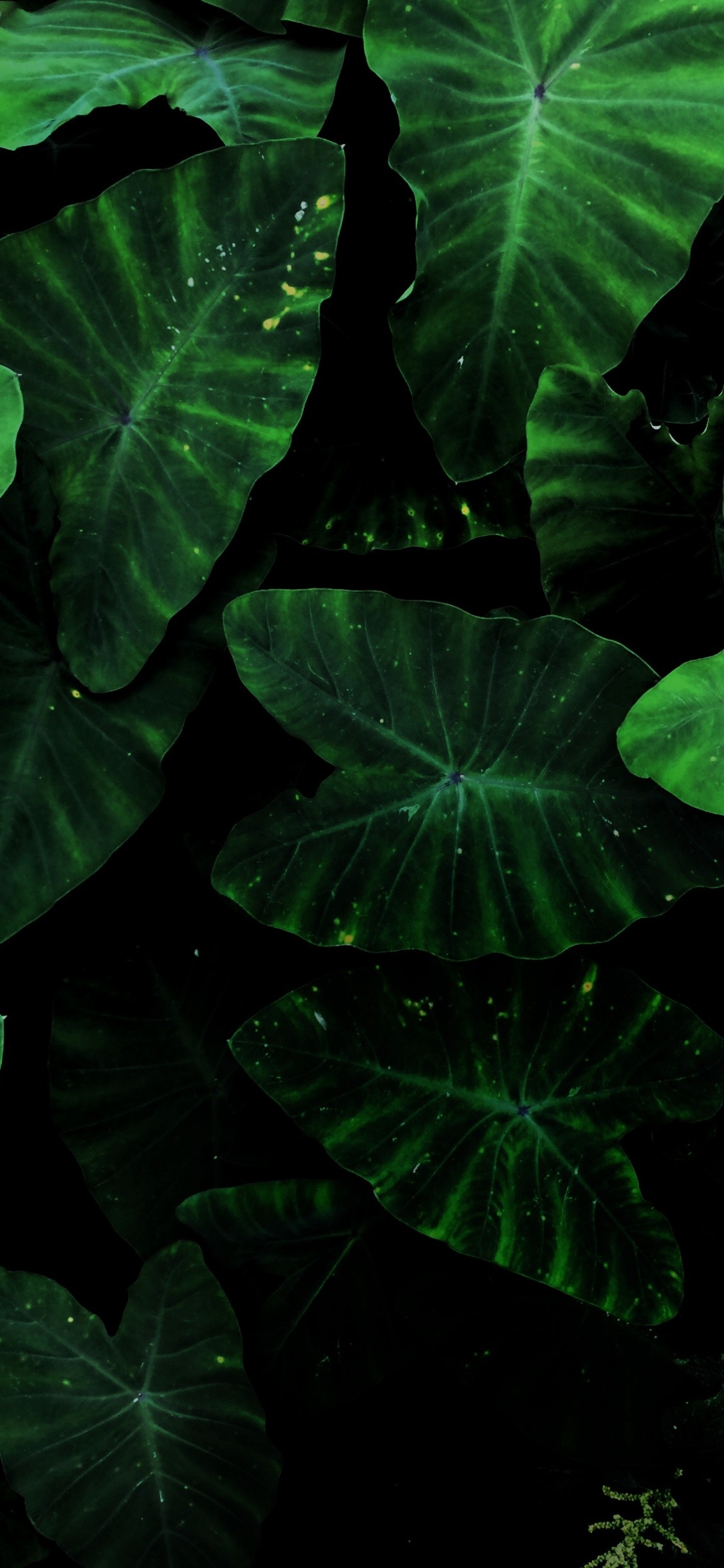 Taro Pflanze, Blatt, Botanik, Terrestrische Pflanzen, Bodendecker. Wallpaper in 1125x2436 Resolution